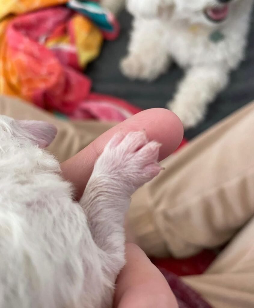 About Bichon Frise Puppies