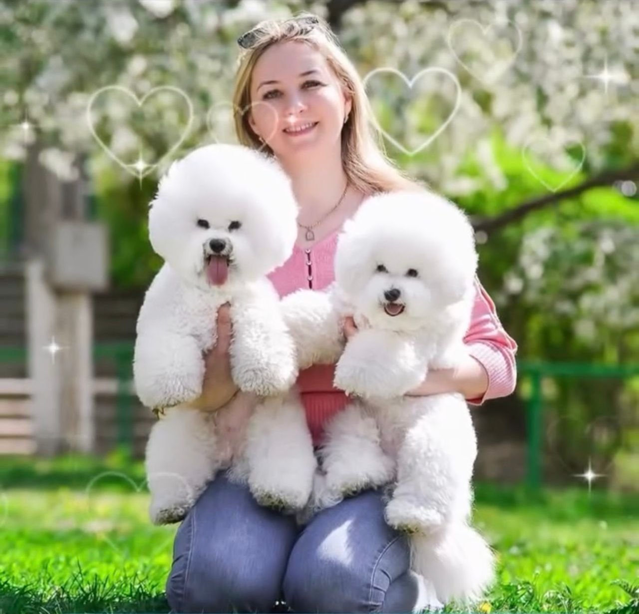Bichon Frise Breeder
