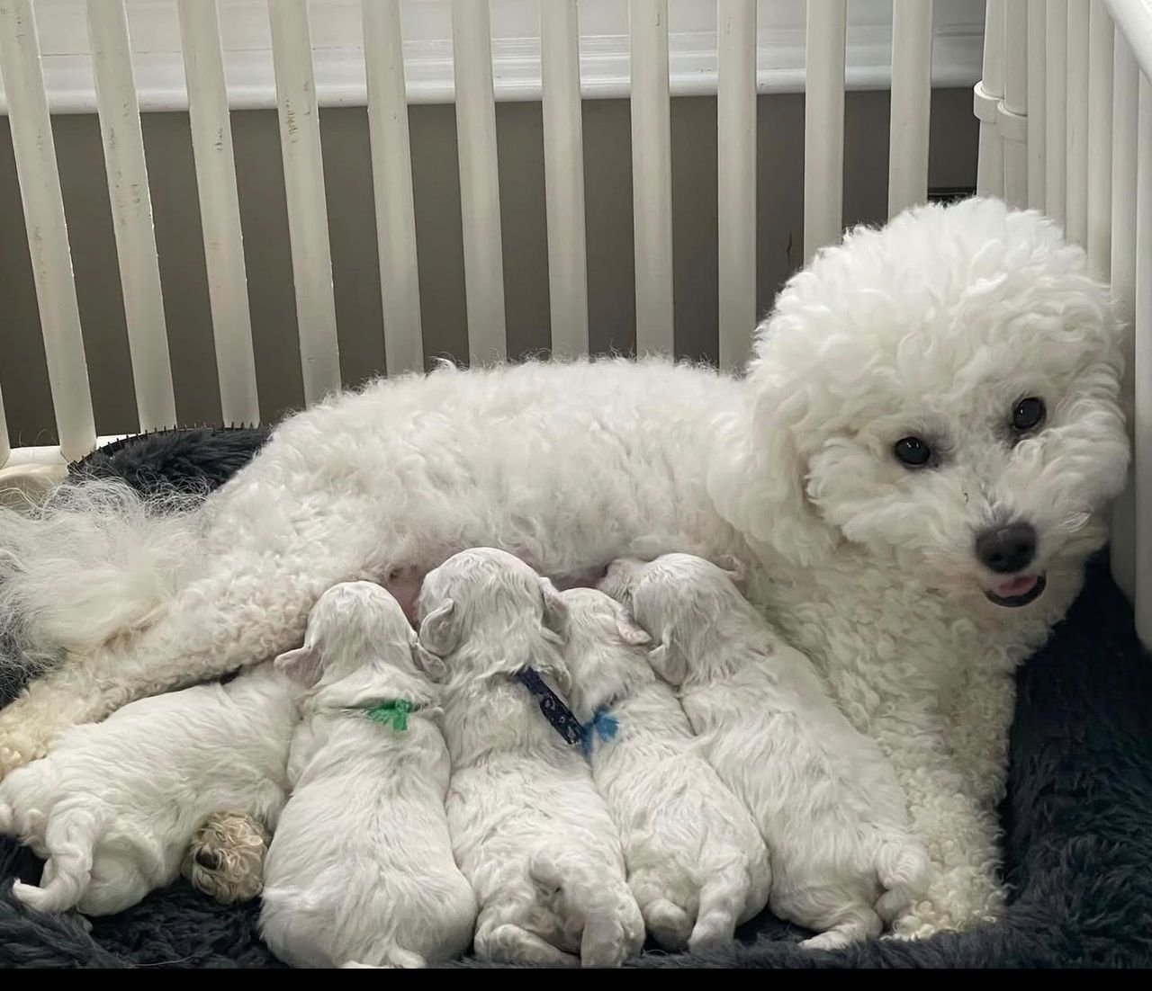 Bichon Frise Puppies for sale