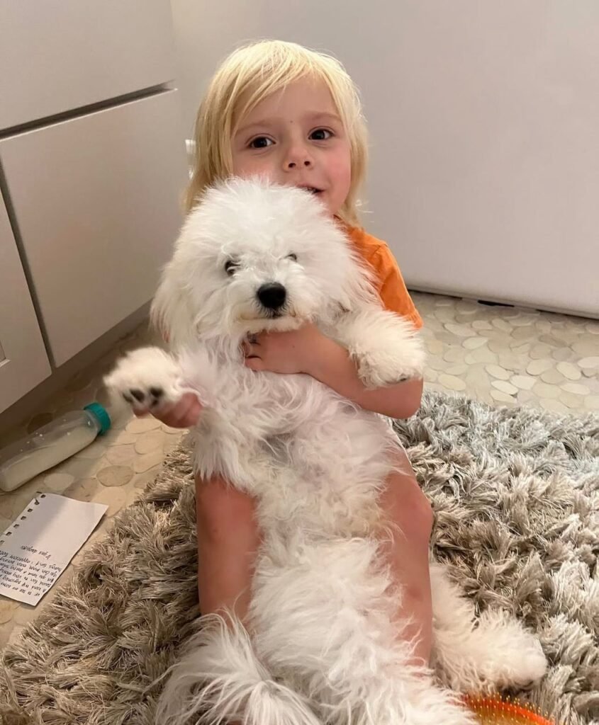 Bichon Frise Puppy Home
