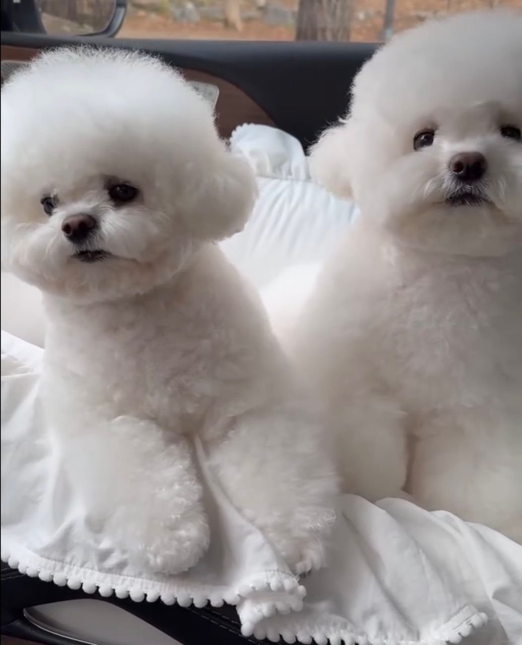 Bichon Frise Puppy for sale