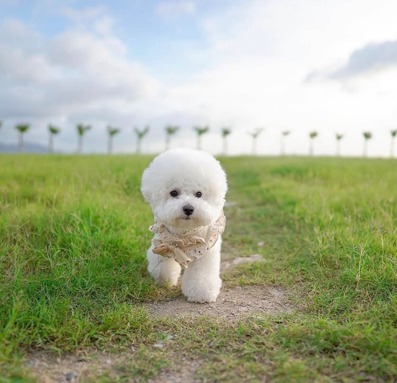 Buy Bichon Frise Puppy