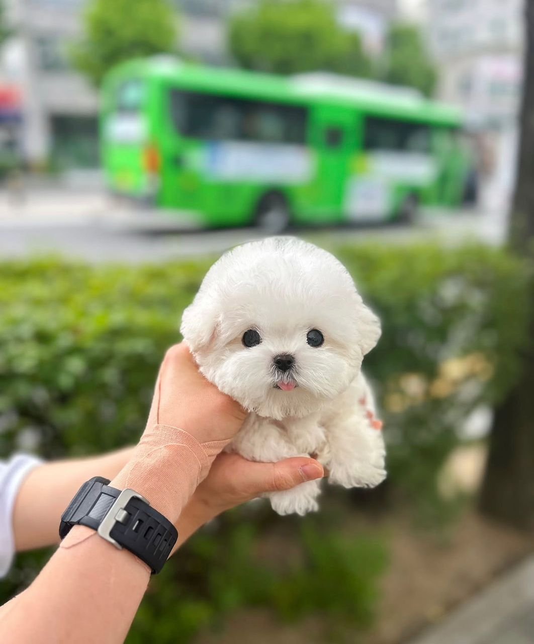 Mini Bichon Frise Puppies for sale