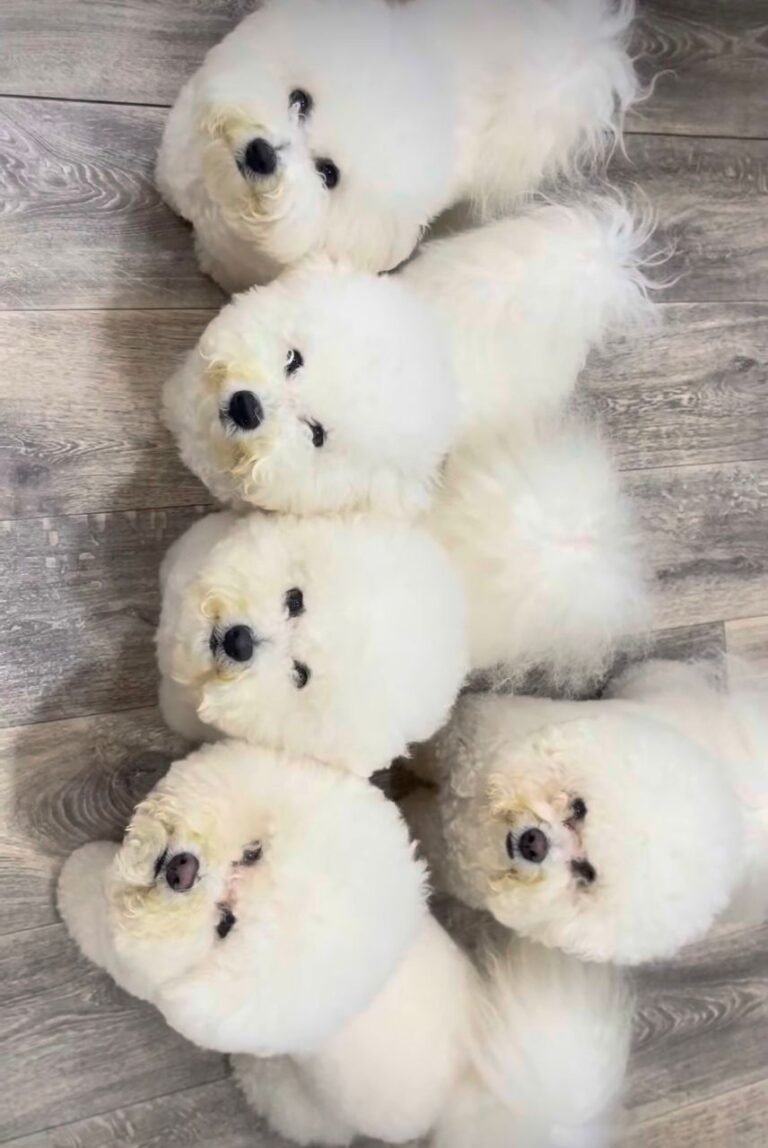 Our Bichon Frise Puppies For Sale