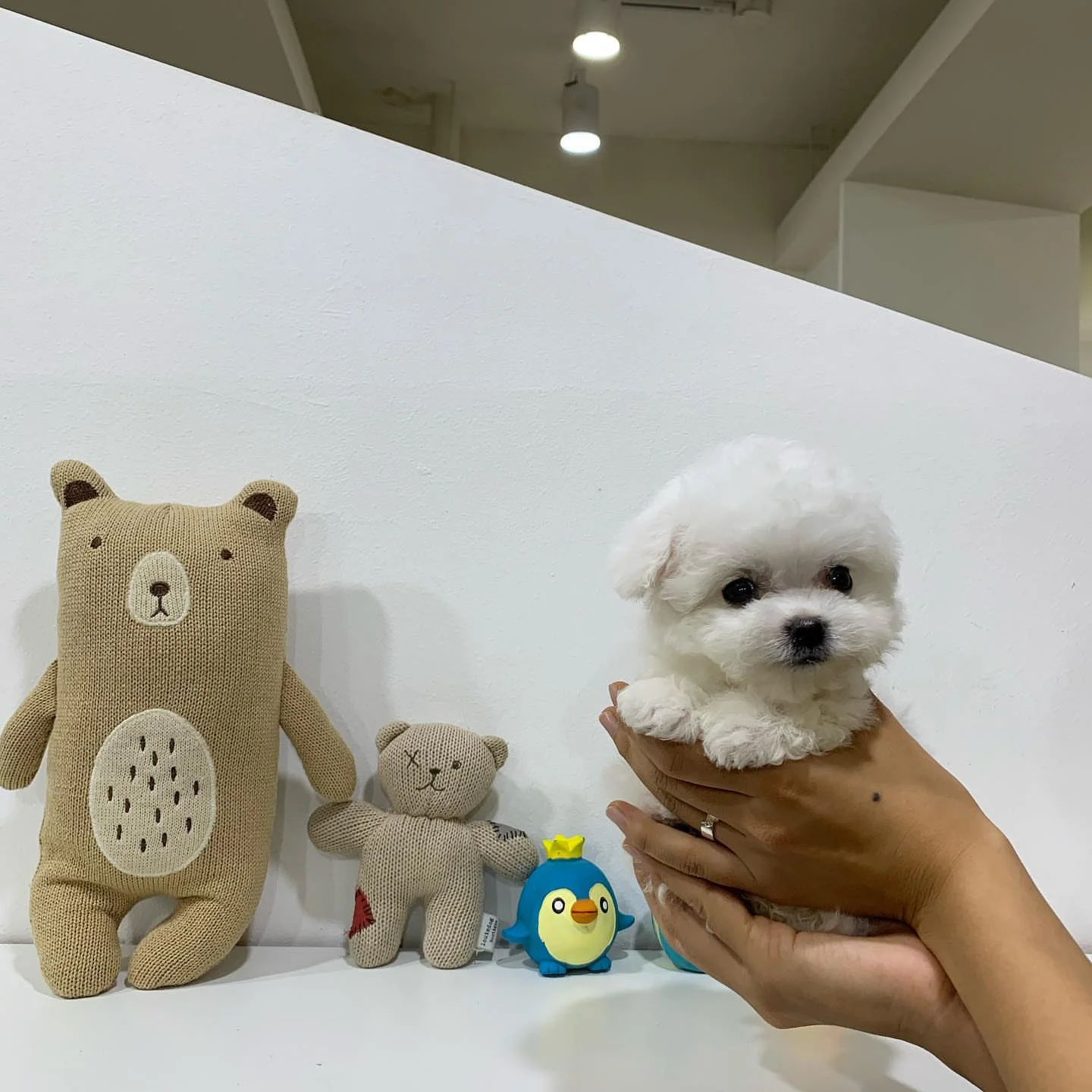 Joy - Female Bichon Frise puppy for sale