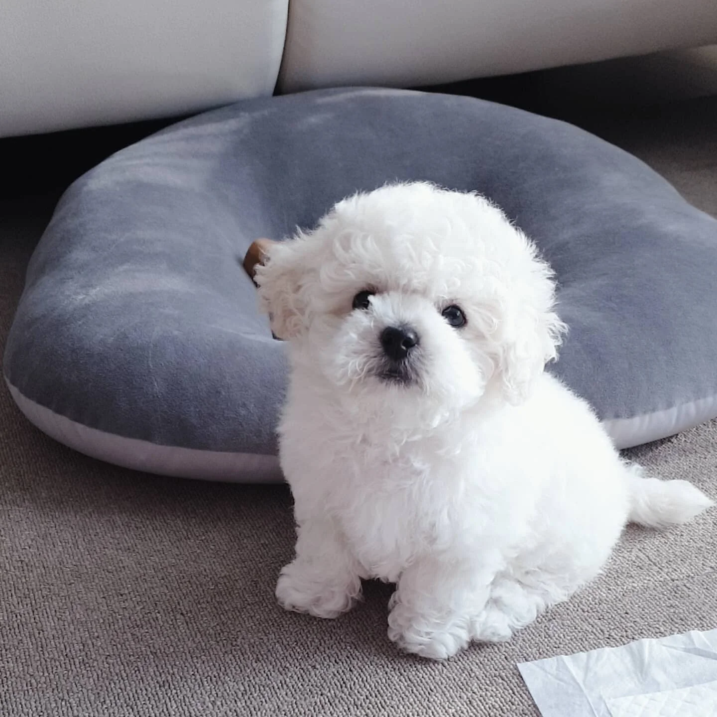 Maru - Bichon Frise puppy for sale near me
