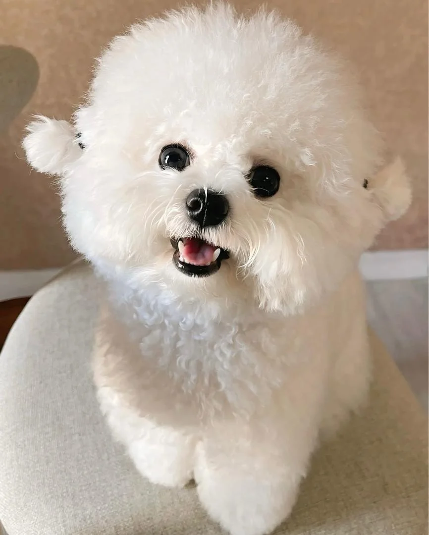 Bichon Frise Puppy parent