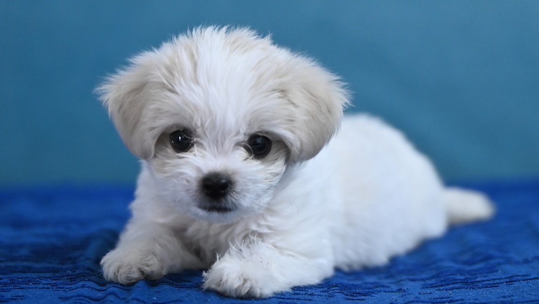 Blessed Bichon Frise Puppies