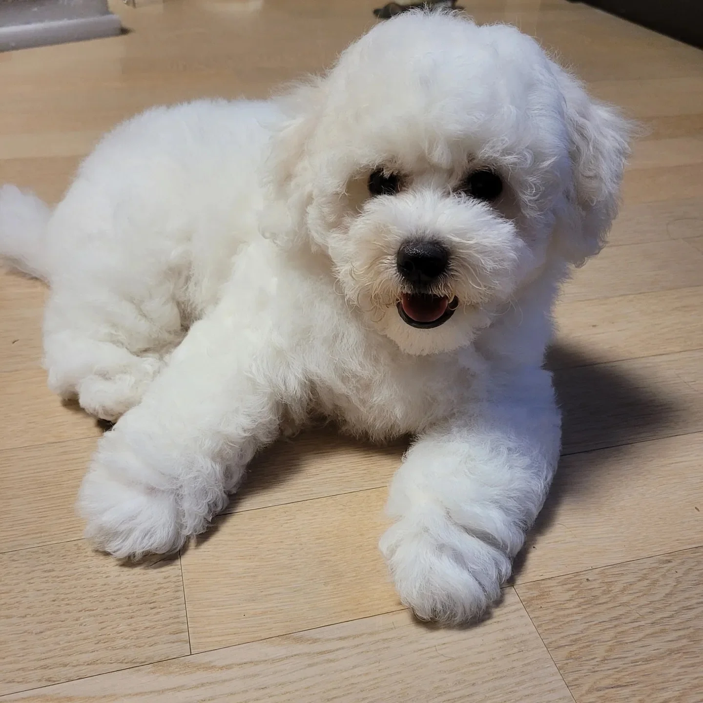 Ben- Male Bichon Frise puppy for sale
