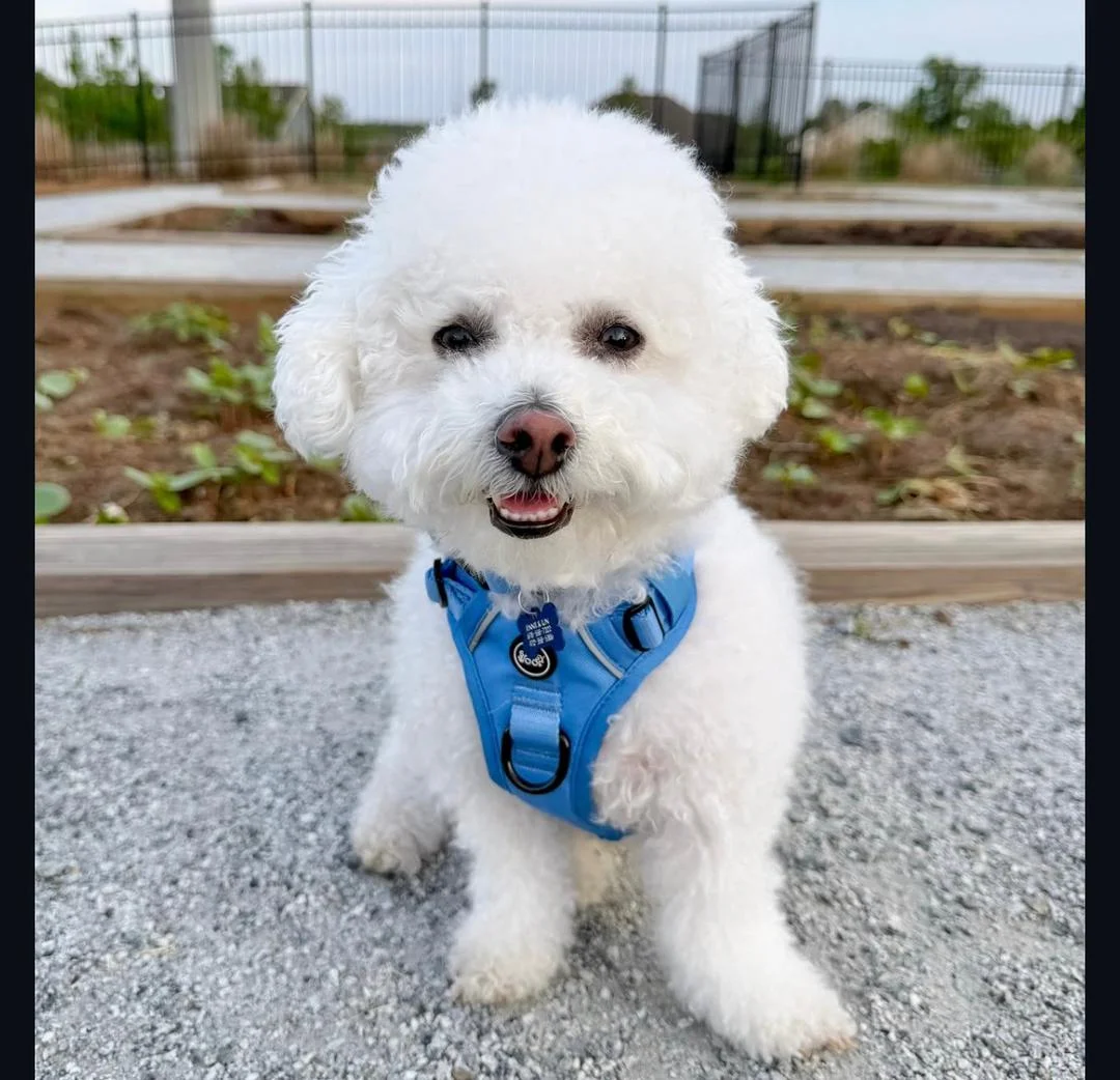 Bichon Frise puppy parent