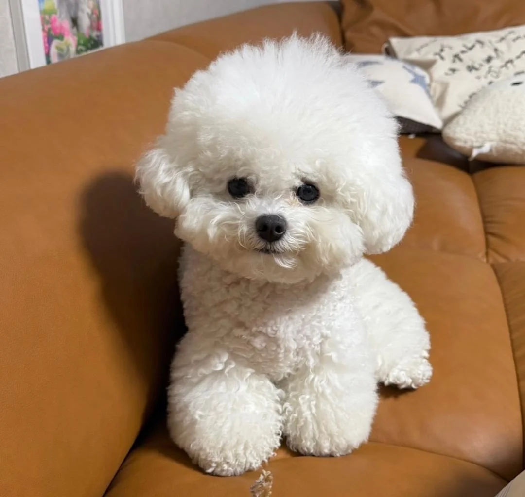 Bichon Frise puppy Parent