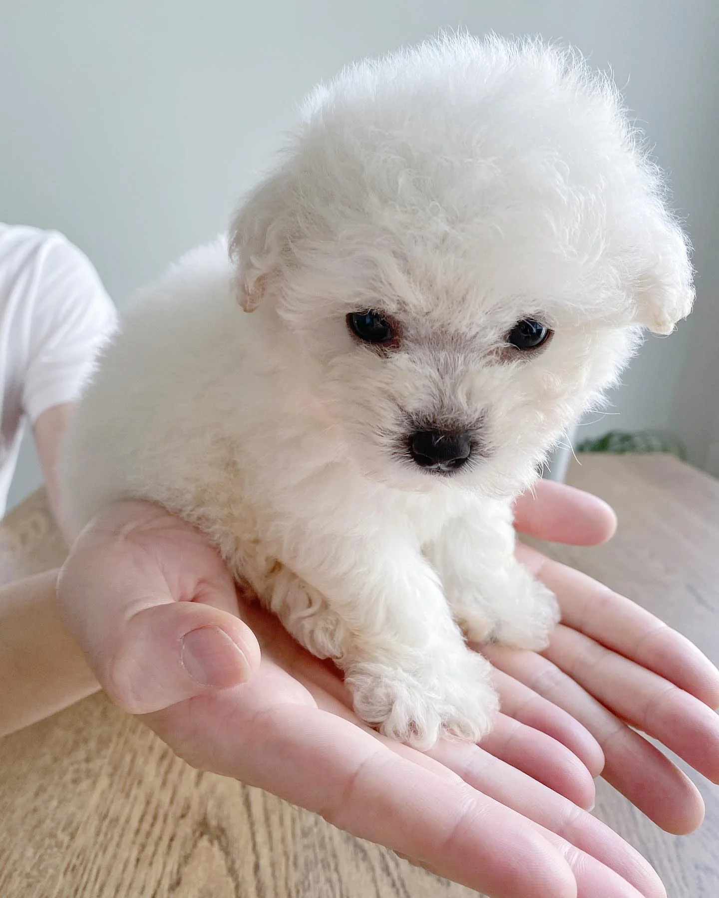 Meggie - Available Bichon Frise puppy