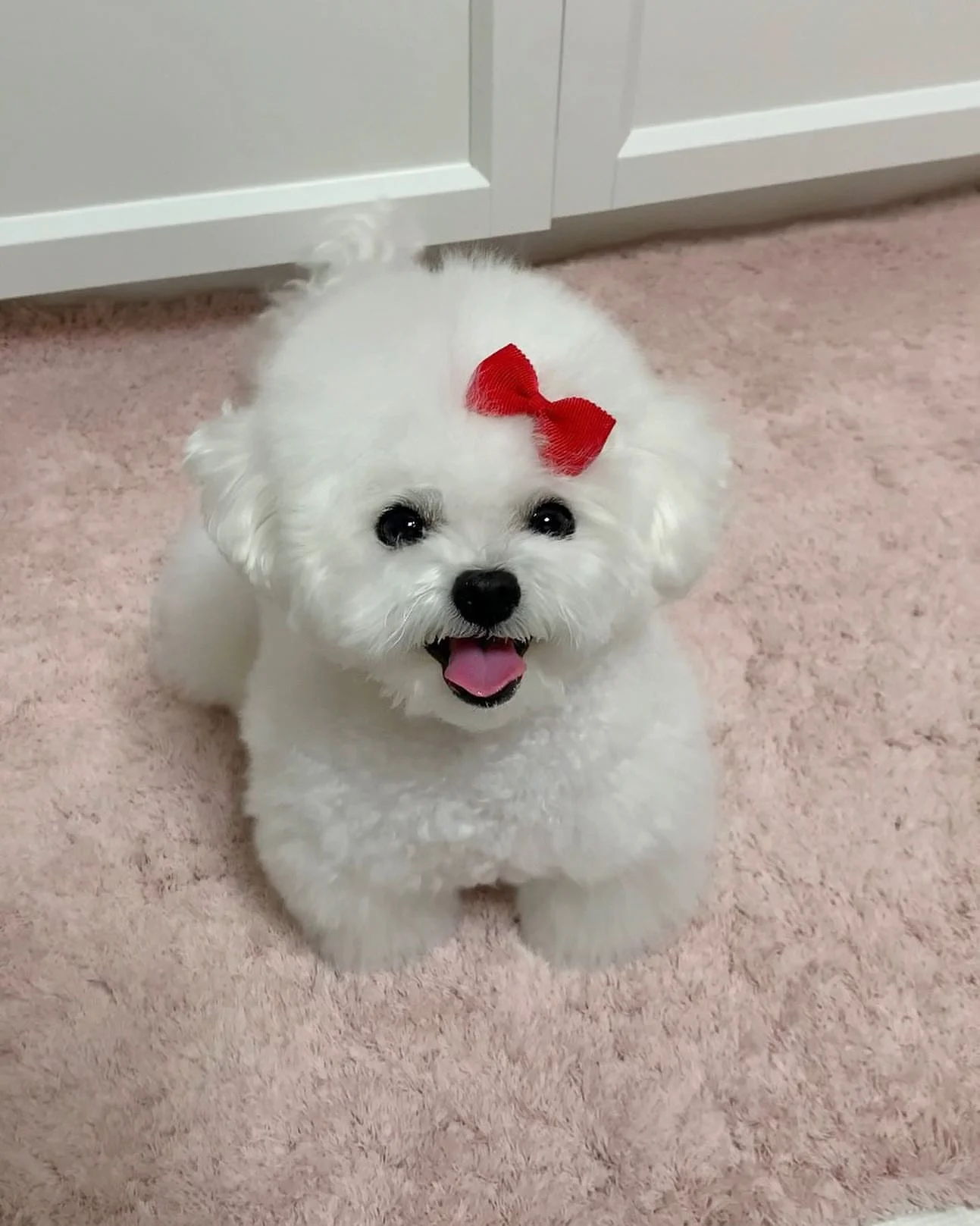 Ruby - Female Bichon Frise puppies for sale